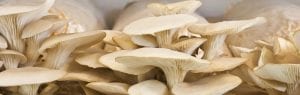growing mushrooms organic cultures, mushroom cultures for sale, bulk mushrooms, organic cordyceps