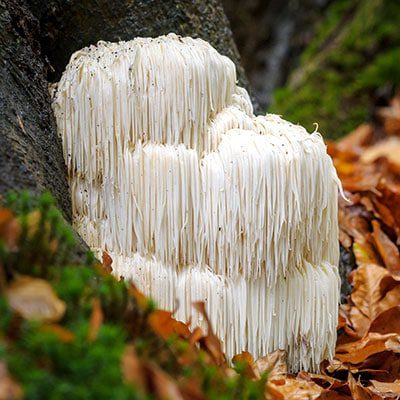 Lion's Mane Mushroom, fun facts about mushrooms