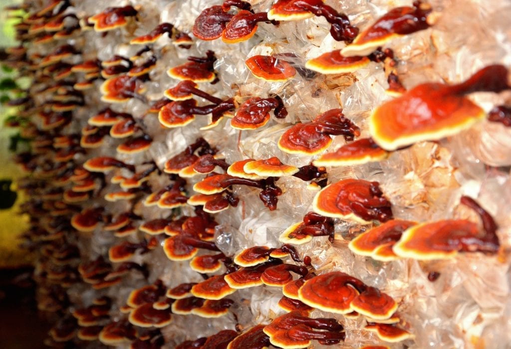 reishi, fun facts about mushrooms