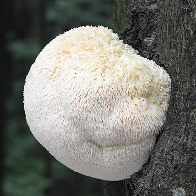 Hericium Erinaceus BAVA, lion's mane mushroom