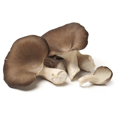 Pleurotus Cystidiosus, best mushroom supplements