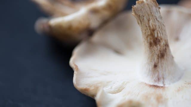 best mushroom supplements, bulk mushrooms