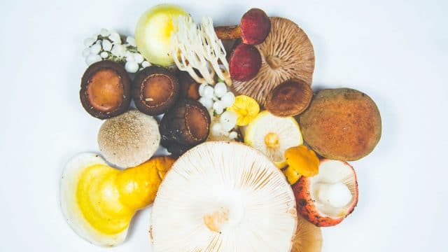 medicinal mushroom recipes