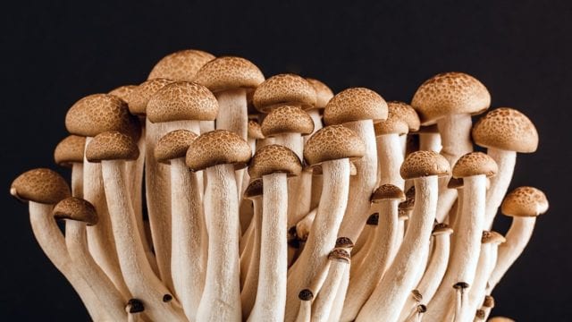 fun facts about mushrooms